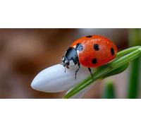 Diamond Art Insect Diamond Painting Kits for Adults Large Animal, 5d Full Drill Craft Gifts Women, Cross Embroidery Pictures, Gem Crystal Canvas Art Kits for Beginner Home Wall Decor 200x100cm 0O-543