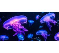 Diamond Art Jellyfish， Fantastic Diamond Painting Kit Adults， DIY Full Drill Crystal Art Mosaic Craft Set， 5D Gem Cross Embroidery Art Accessory Adult Beginners， Home Wall Decoration 40x20cm T-z900