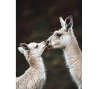 Diamond Art Kits Adults Animal, Diamond Painting Landscape 5D Crystal Art Craft Painting, DIY Full Round Drill Strass Embroidery Kit for Adults Sequin Crafts for Home Wall Decor, Gifts 80x120cm R-8B82