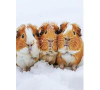 Diamond Art Kits Adults Guinea Pig 30x40cm 5D Diamond Painting Animal DIY Round Dimond Crystal Gem Art Crafts, for Beginner Adults Paint by Numbers Accessories, Wall Decoration Living Room Gifts F-405