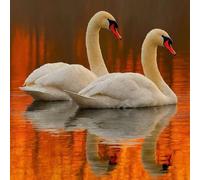 Diamond Art Kits Adults Swan, Diamond Painting Lake 5D Crystal Art Crafts for Adults Kits, DIY Square Full Drill Rhinestones Embroidery Cross Stitch Paintings for Decor, Gifts 11.8x11.8inch C-L614