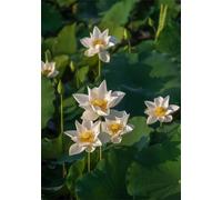 Diamond Art Kits for Adults,Lotus White 5D Square Diamond Painting Kits,DIY Full Drill Crystal Rhinestone Canvas Embroidery Picture for Home Decor Gift(85x105cm)