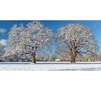 Diamond Art Tree， Landscape Diamond Painting Kit Adults， DIY Full Drill Crystal Art Mosaic Craft Set， 5D Gem Cross Embroidery Art Accessory Adult Beginners， Home Wall Decoration 40x20cm T-z871