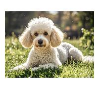 Diamond Art White Poodle Grassland 5D Diamond Painting DIY Kits Full Round Drill Bead Rhinestones by Number Mosaic Embroidery Arts and Crafts for Living Room Bedroom Home Wall Decor 12x16 inch