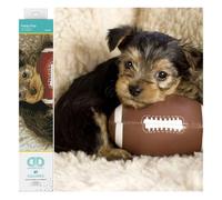DIAMOND DOTZ Squares DQ8 Intermediate Kit Colourful, Footy Pup