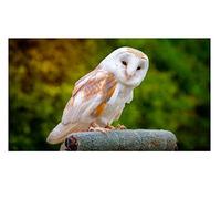 Diamond Painting 5D DIY Kits Rhinestone Diamond Art Kits for Children Barn owl Warm Wall Decoration