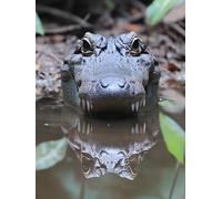 Diamond Painting Animal Diamond Art Kits Adults, Crocodile Crystal Art Kit for Adults Kids DIY 5D Square Full Drill Gem Dots Rhinestone Embroidery Crafts Picture, Home Wall Decor Gifts 50x70cm r9-O1