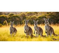 Diamond Painting, Animal Kangaroo 5D Diamond Art DIY for Adult Kids, Full Square Drill, Large Diamond Embroidery Paintings by Numbers Canvas Wall Art, Living Room Home Wall Decor Gifts, 12x36in