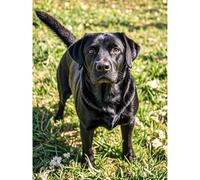 Diamond Painting Black Labrador Retriever 5D Diamond Art DIY Kits Full Round Drill Bead Rhinestone by Number Mosaic Embroidery Arts and Crafts for Living Room Bedroom Home Wall Decor 12x16 inch