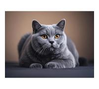 Diamond Painting Blue British Shorthair Cat Kitten 5D Diamond Art DIY Kits Full Round Drill Rhinestones by Number Embroidery Arts and Crafts for Living Room Home Wall Decor 12x16 inch / 30x40cm