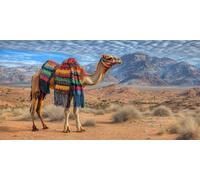 Diamond Painting Camel, Animal Diamond Art Kits Adults Beginner, 5D DIY Square Full Drill Crystal Art Kits, Mosaic Gem Rhinestone Crafts for Adults, 28x56 Inch Large Canvas for Home Wall Decor,Model38