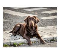 Diamond Painting Chocolate Labrador Retriever 5D Diamond Art DIY Kits Full Round Drill Bead Rhinestone by Number Mosaic Embroidery Arts and Crafts for Living Room Bedroom Home Wall Decor 12x16 inch