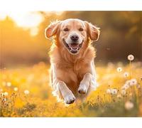 Diamond Painting Cute Animal Diamond Art kits Adults Crystal Art Crafts for Adults Mosaic Making DIY Kids Beginner Embroidery Cross Stitch Dimond Painting Kit Home Wall Decor Gifts 100x150cm a-230