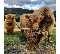 Diamond Painting Highland Cow Diamond Embroidery Cross Stitch Cattle Wild Ox Bull Bison Mosaic Full Drill Round Rhinestones Pictures Handmade Gift Wall Home Decoration 40×40cm