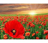 Diamond Painting Kit Sunset Poppy Flower Diamond Art Kits for Adults Kids DIY Rhinestone Embroidery 5d Diamond Painting Kits Full Drill Cross Stitch Arts Craft for Home Decor 30 x 40 cm