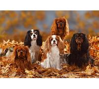Diamond Painting Kits 5D DIY Full Drill Diamond Dots Rhinestone Art Craft for Home Wall Decor Diamond Art for Adults-Cavalier King Charles Spaniel, Animal 50x40cm Rimless