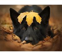 Diamond Painting Kits for Adults and Kids, Black German Shepherd 16x20in 5D Diamond Painting Kits,DIY Diamond Painting Cross Stitch,Full Square Diamond Art Kit Gem Art Craft,for Wall Decor 40x50cm