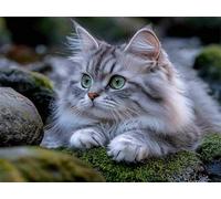 Diamond Painting Kits for Adults Animal, Small Diamond Art Kits Cat, 5D DIY Round Full Drill Crystal Art Embroidery Cross Stitch, Mosaic Crafts Pictures Room Decor, Gifts for Women 90x70cm E0-10