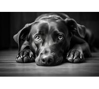 Diamond Painting Kits for Adults Black Labrador Dog DIY Diamond Art Kit Full Range Round Drill Crystal Acrylic Shiny Beads Paint by Diamonds Gem Arts Kits for Wall Decor 50x35cm(d154)