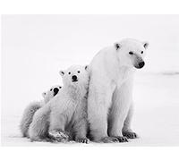 Diamond Painting Kits for Adults, Diamond Art, Crystal Gem Jewel Art Kits for Adults Kids, 5D Diamond Painting by Numbers for Adults, Polar Bears Diamond Arts and Crafts, Gift, Home Decor 30x40cm