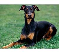 Diamond Painting Kits for Adults Kids, Doberman Animal DIY Diamond Painting Kits 5D Full Drill Round Diamond Art Kits Paint by Numbers Gem Painting Art,Craftwork for Indoor Décor(40x50cm/16x20inch)