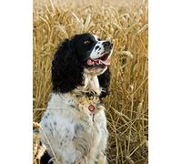 Diamond Painting Kits for Adults, Kids Springer Spaniel Dog DIY 5D Diamond Painting Arts Craft for Home Wall Decor Birthday Gifts 30x40cm