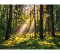 Diamond Painting Kits for Beginners Adults, 5D DIY Forest Diamond Art Kits, Round Full Drill Gem Art Crafts, DIY Painting by Numbers for Christmas Home Wall Decor, Gifts for Women 32x44 inch s-766