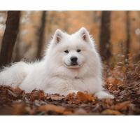 Diamond Painting Kits for Beginners Adults, 5D DIY Forest Dog Diamond Art Kits, Round Full Drill Gem Art Crafts, DIY Painting by Numbers for Christmas Home Wall Decor, Gifts for Women 32x44 inch s-780