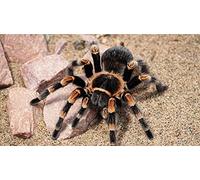 Diamond painting kits Full drill Adults Uk Tarantula animal Round diamond Crystal embroidery Gem arts craft for beginners 5d DIY Home wall decor Gift(16inch×20inch)