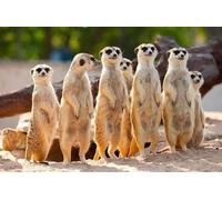Diamond Painting Meerkat Diamond Art Group DIY 5D Diamond Painting Kits for Adults/Kids, Big Diamond Paintings Accessories Full Drill Diamond Dots Gem Art for Wall Art Bedroom Home Decor, 20x45In