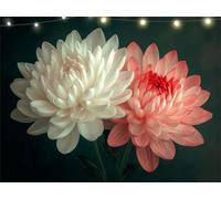 Diamond Painting Peony Diamond Art Kits Adults White 5D Dimond Painting Kits for Kid, Crystal Rhinestone Embroidery Canvas Paintings, Small Crystal Art Accessories for Bedroom Decor 50x65cm K9-195