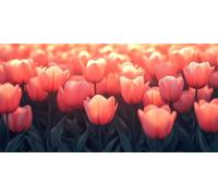 Diamond Painting Tulip Large Diamond Art Kits for Adults Flower, 5D Crystal Rhinestone Embroidery Pictures, Sequin Gem Art Crafts for Adults, Christmas Home Wall Craft Decoration 90x180 cm c-4049