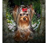 Diamond Painting Yorkshire Terrier 5D DIY Full Round Drill Picture of Rhinestones Diamond Embroidery Animal Paint with Diamonds Diamond Diamond