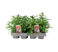 Dianthus Hardy Mixed 6 Pack x 2 - 12 Plants Colourful & Fragrant Blooms