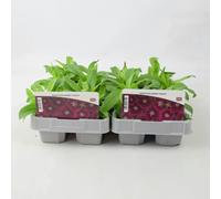 Dianthus Hardy Violet 12 Plants UK Grown, Recyclable Packs