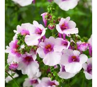 Diascia Flying Colours Appleblossom 9cm In Recyclable Pots x 3 Plants