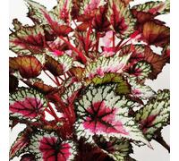Dibleys Begonia Moulin Rouge