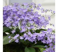 Dibleys Streptocarpus Falling Stars