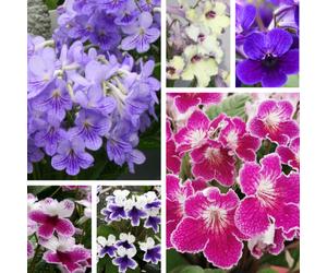 Dibleys Streptocarpus Plug Plant Starter Collection A