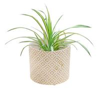 Dibor Indoor Plant Pot Embossed Yellow Terracotta Flower Pot Planter Houseplant Succulent Cacti Windowsill Herb Pot Vintage Rustic Style Indoor Plant Pots with Diamond Design (Small)
