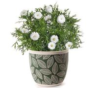 Dibor Large Green Leaf Patterned Indoor Flower Pot Outdoor Garden Planter (H) 15Cm, (Dia)17Cm