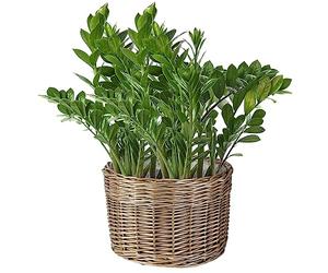 Dibor Natural Willow Wicker Planter Indoor/Outdoor Plastic Lined Rattan Flower Pot Strawberry Herb Plant Pot (L)