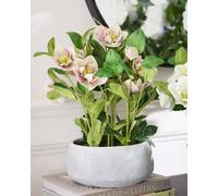 Dibor Pink Hellebore Flowers in Round Blue Flower Vase H41 x Dia38cm | Size: Medium Dibor Blue Medium