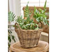 Dibor Traditional Lined Small Wicker Planter Basket with Handles in Grey Dibor Grey