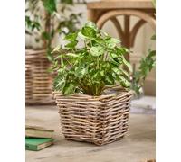 Dibor Traditional XS Wicker Square Lined Planter Basket in Grey Dibor Grey