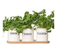 Dibor Triple Ceramic Herb Pot Planter White Ceramic Herb Pots on Tray Wedding Anniversary Fathers Day Gardening Gift Idea (BP98)