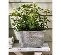 Dibor Vintage Grey Galvanised Trough Bucket Flower Pot with Handles Embossed Outdoor Garden Planter (Dia) 29cm, (H)47cm Dibor Grey