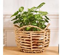 Dibor Vintage Water Hyacinth Medium Open Weave Wicker Scalloped Planter Basket (Dia) 18cm, (H)25cm in Natural Dibor Natural Medium