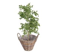 Dibor Willow Wicker Planter Watertight Lined Flower Basket Indoor Rattan Planter Flowerpot with Carrying Handles Rustic Style Living Room Hallway Bedroom Kitchen Bathroom Plant Basket (XL)