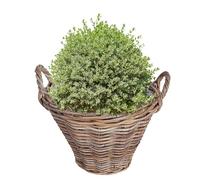 Dibor Willow Wicker Planter Watertight Lined Flower Basket with Handles (M)